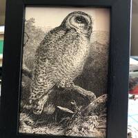 1888 Snowy Owl Small Framed Antique Original Bird print 4 by 6 inches Framed Ready to display in you
