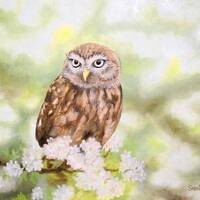 Original Oil Painting, Owl on Blossom Branch, Wildlife Bird Art, 16x20 Canvas Board