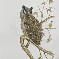 Verreaux&rsquo;s Eagle Owl by Omari Idi