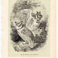 Eagle owl - Great horned owl - Tiger owl or Hoot owl - Hard to find "Histoire Naturelle des Ois