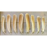 Siberian owl Tailfeathers. Ethically sourced, cleaned and restored