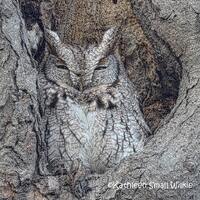 eastern screech owl,gift idea,hidden bird,Etsy find,wildlife photography,bird photography,unique gif