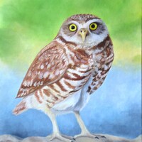 Burrowing Owl Oil Painting – Original Wildlife Art, 11x14 Realistic Bird Portrait