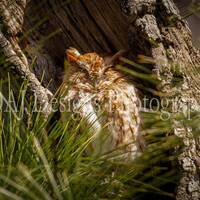Red Screech owl photo | happy owl picture | cute owl picture | bird photo  | Screech Owl art print |