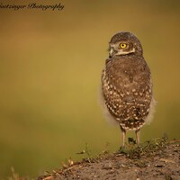 Burrowing Owl Florida Bird Raptor Wildlife Artwork