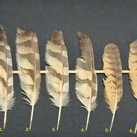 Eagle-owl wing feather (Bubo bubo)