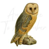 Digital Bird Print  Barn Owl, Bird of Prey, Antique Owl Clipart, Printable Image, Instant Download, 