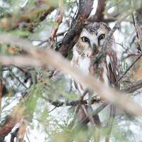 Northern Saw-Whet Owl Photo Print: Montana Wildlife Wall Art