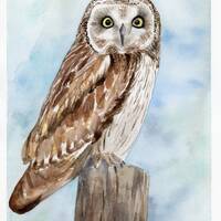 Original Short-Eared Owl Watercolor, Little Brown Owl, Original Watercolor Painting 8"x10"