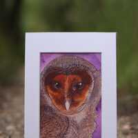 Melanistic Barn Owl Print