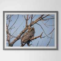 Great Horned Owl Giclee Print, Wall Decor, Room Decor, Wall Art Print, Owl Print, Owl Decor, Owl Pho