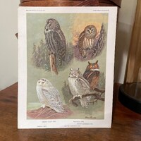Owl Varieties Book Page ~ Bird of Portraits in Color ~ Allan Brooks
