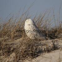 Snowy Owl Photo - Pick one Image