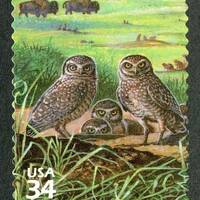 Burrowing Owl Stamp: 34 Cent Vintage Nature of America Postage (Great Plains sheet)