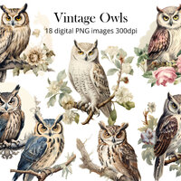 Superb Owl Clipart, Enlightened Owls, Owl PNG, Instant Downloads for Commercial Use