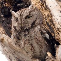Screech Owl Photo | Black and White or Color Print | Bird Photography Print