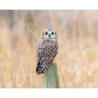 Short Eared Owl Wall Print, Metal Prints, Nature Photography, Wildlife Canvas Wrap Art, Birds Of Pre