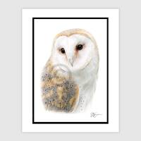 BARN OWL Original Color Pencil Drawing - Bird Art - Portrait size 11.75" x 8.25" - Mount (