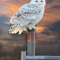 Snowy Owl, owl on gate post. white owl, wildlife in Vermont, for bird lovers, for nature lovers, Tit