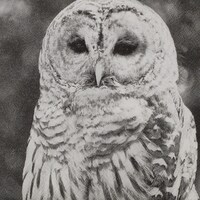 Retro Owl Paper Napkins: Decoupage, Scrapbooking, Collage (4 Lunch Napkins)