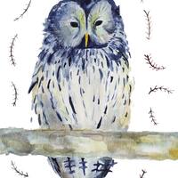 owl watercolor painting /  bird art / archival print of original