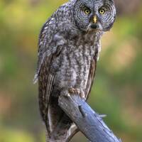 Great Grey Owl in fall colors - Giclee prints