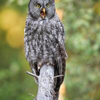 Great Grey Owl screeching in fall colors - Giclee prints