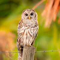 Barred Owl Photo, Florida Bird Photography, Woodland Nature Photo, Wildlife Print, Raptors, Wild Bir