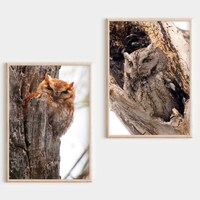 Owl Photo SET OF 2 | Two Screech Owl Photographs | Owl Print Gift Set | Rustic Photography Prints | 