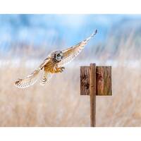 Short Eared Owl Portrait Wall Print, Metal Prints, Nature Photography, Wildlife Wall Art, Birds Of P