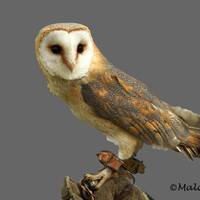 Barn Owl Photograph: Wildlife Bird of Prey Print (A4 or A3 Size)