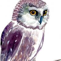 Owl Original Illustration