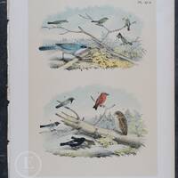 1878 American Red Crossbill, Jay, Titmouse, Warbler, Owl, Lark Bunting, - Original Chromolithograph 