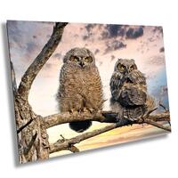 Baby Great Horned Owl: young owls sunset fledgling first flight