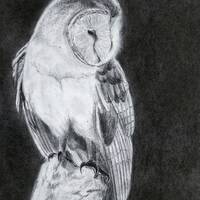 Resting Barn Owl- Original Drawing