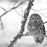 Barred Owl, Fine Art Photograph, Home Decor, Bird photo, Owl photo, Rustic decor, farmhouse decor, W