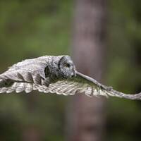 Great Grey Owl flying - Giclee prints
