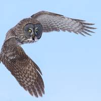 Great Gray Owl photo, Canada, Quebec, raptor, bird image, home wall art, wildlife photography, natur