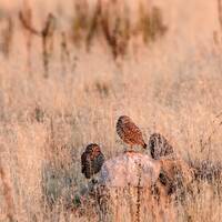 Burrowing Owl Sunset 2 Horizontal Photograph