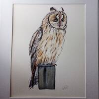 Long-Eared Owl Original Watercolour Mounted 10x12