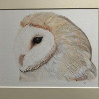 Barn Owl Art Drawing: Original Colored Pencil Artwork, 30x25cm
