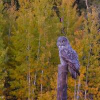 Autumn Great Gray Owl, Greeting card or Photograph