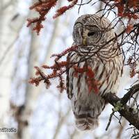 Barred Owl Photo | Raptor Art | Bird Photography | Nature Wall Art | Home Office Restaurant D&eacute