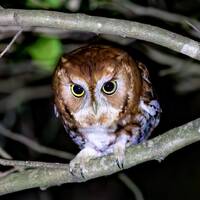Download Printable Photo - Red Morph Screech Owl