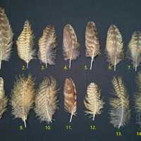 Eagle-owl feather (Bubo bubo)
