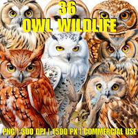 Owl Wildlife Watercolor Clipart Bundle 36 PNG, Free Commercial Use, Digital Art Printable Graphic De