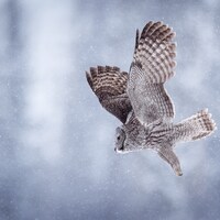 Great Grey Owl in Snow - "Snowfall" &ndash; Wildlife Photography Fine Art Print