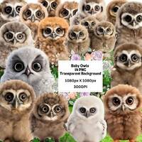 Adorable Baby Owl Clip Art Set - 14 PNG Images with Transparent Background - Instant Download cute, 