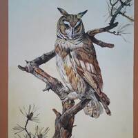 Original watercolor painting of an owl fited on a pine tree branch