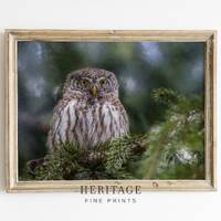 Owl in Evergreen Art Print | Winter Farmhouse PRINTABLE Neutral Painting Wall Art Digital Download |